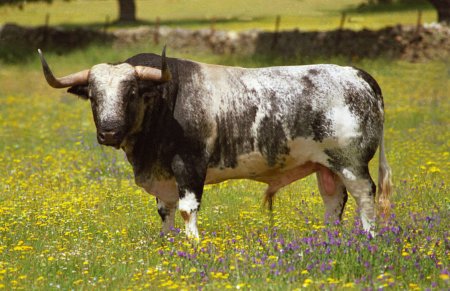 Batanito.jpg