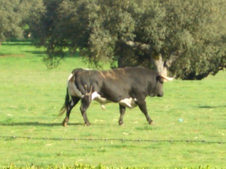 Jijona_Berrendo_Corriendo.jpg