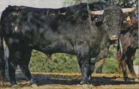 FOTO TORO ENMAROMADO