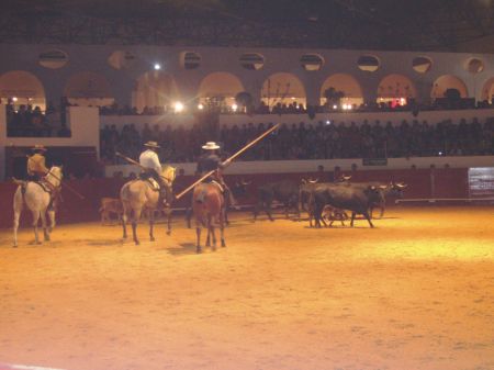 feria toro sevilla caballos 2