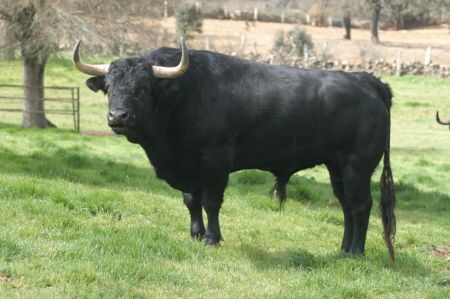 toroatanas1